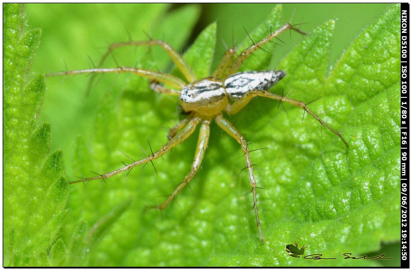 Oxyopes cfr lineatus maschio