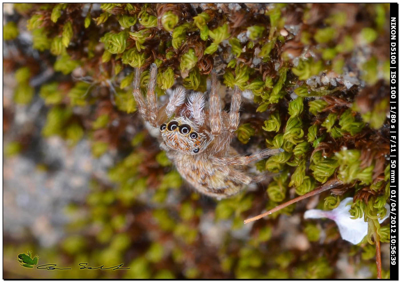 Salticidae: Pseudeuophrys cfr vafra