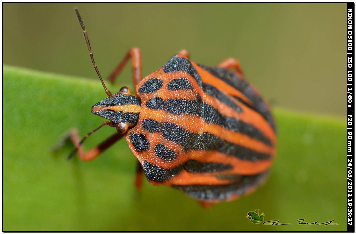 Graphosoma semipunctatum