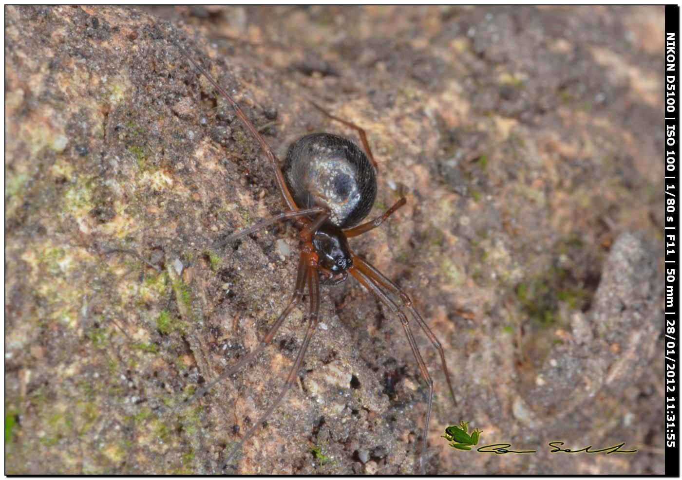 Linyphiidae