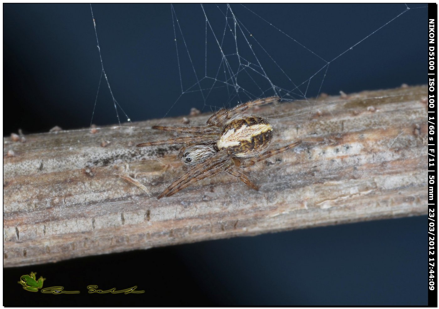 Aculepeira cf. armida