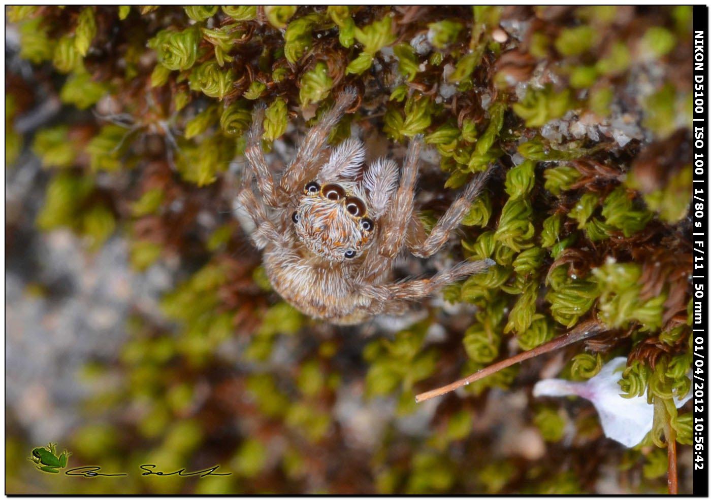 Salticidae: Pseudeuophrys cfr vafra