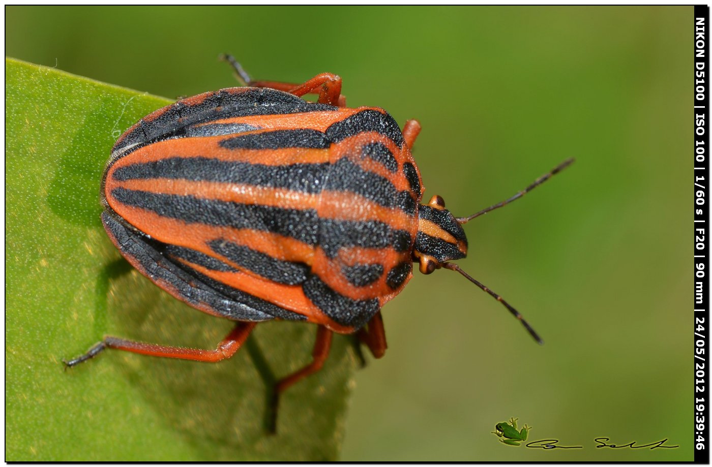 Graphosoma semipunctatum