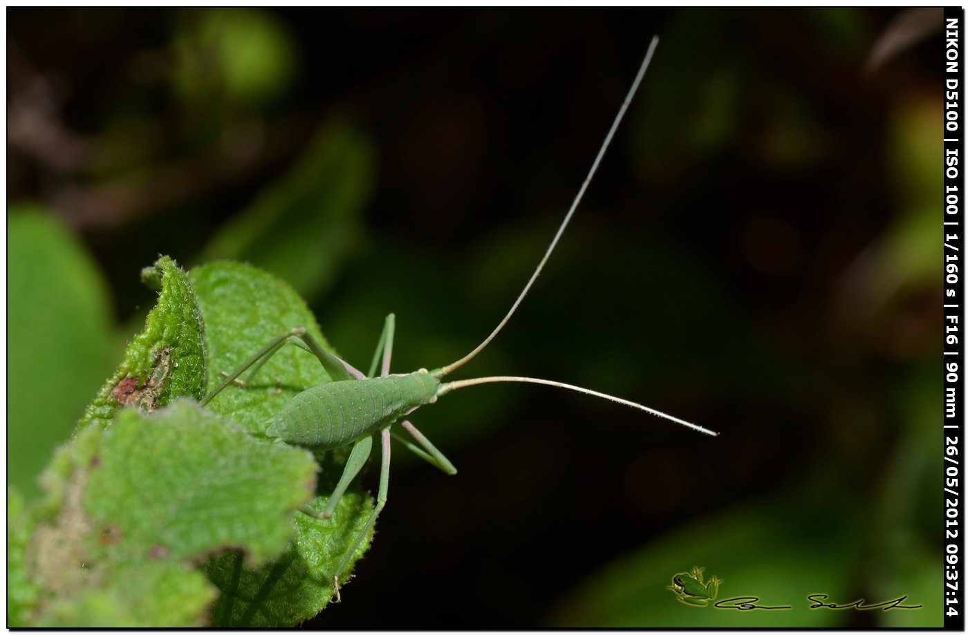 Barbitistes sp. maschio