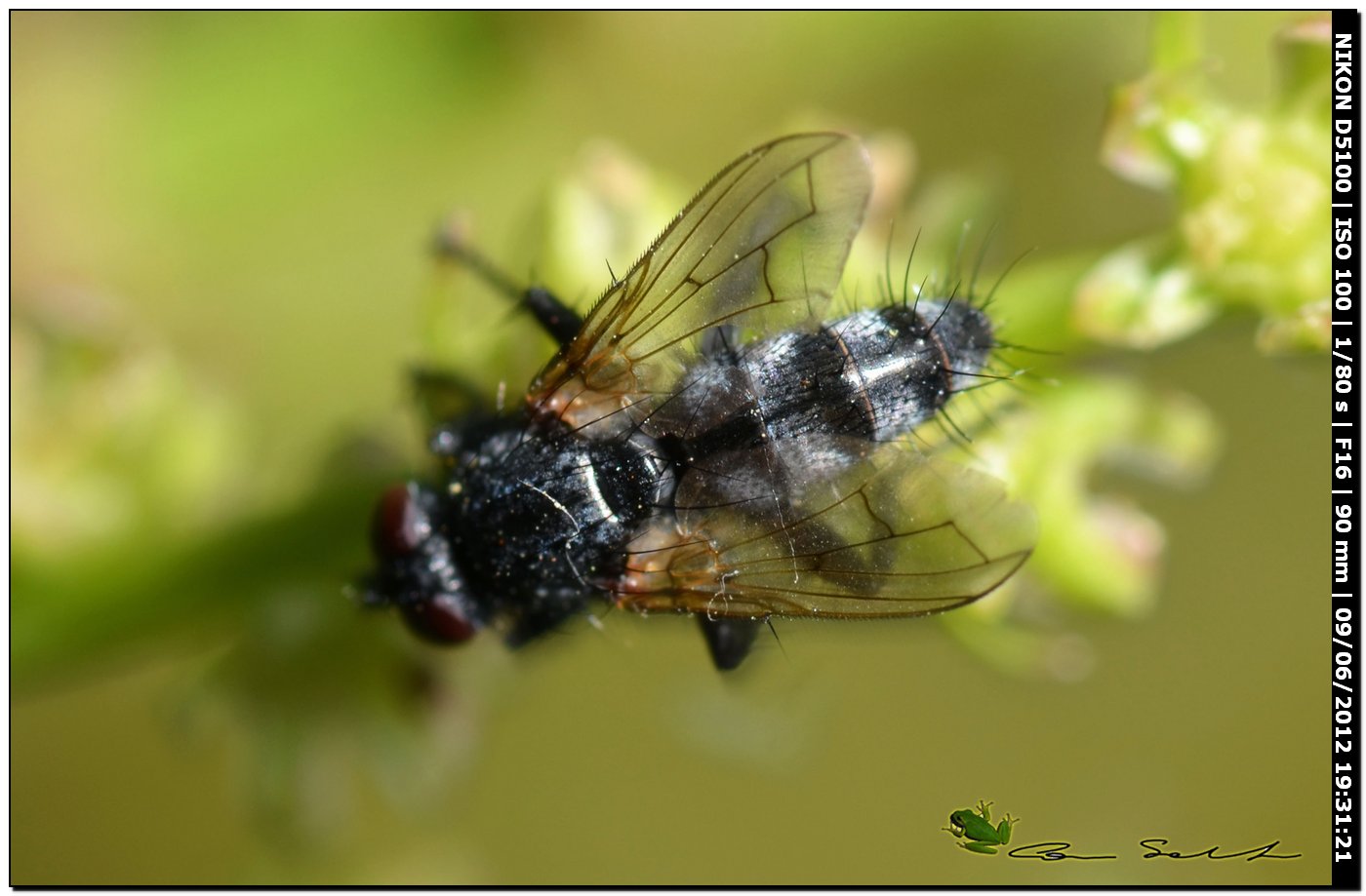 Tachinidae