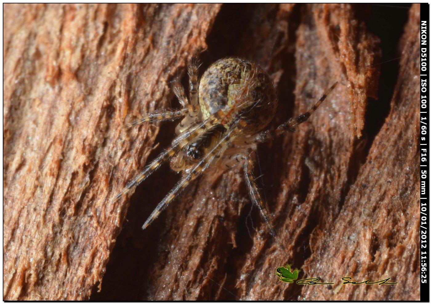 Theridion sp.