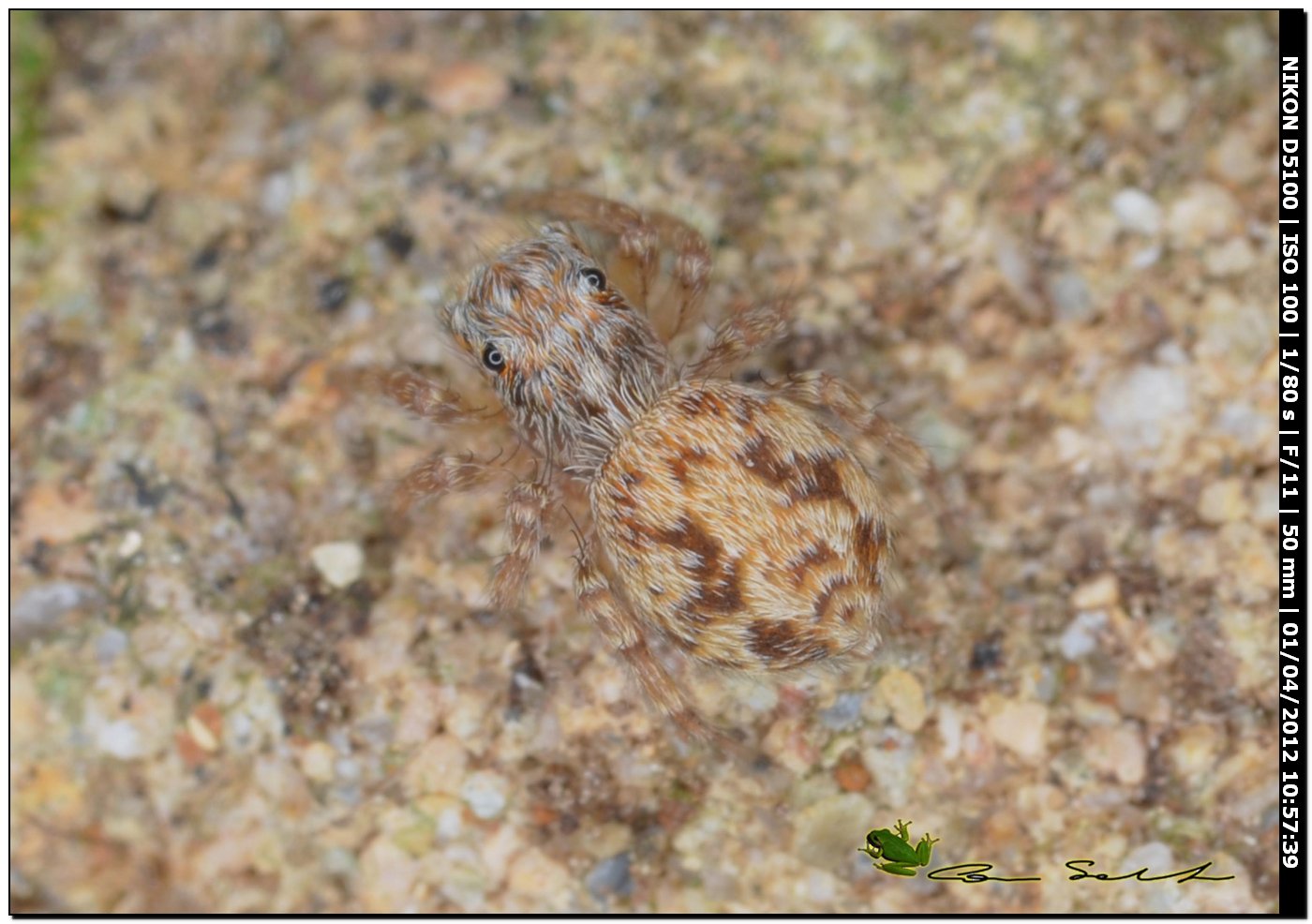 Salticidae: Pseudeuophrys cfr vafra