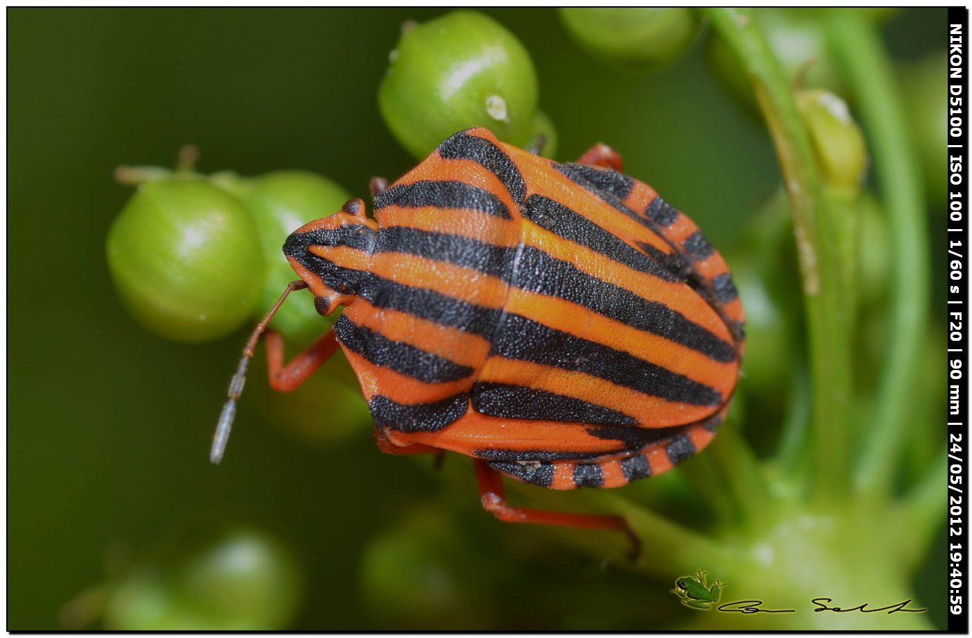 Graphosoma lineatum lineatum