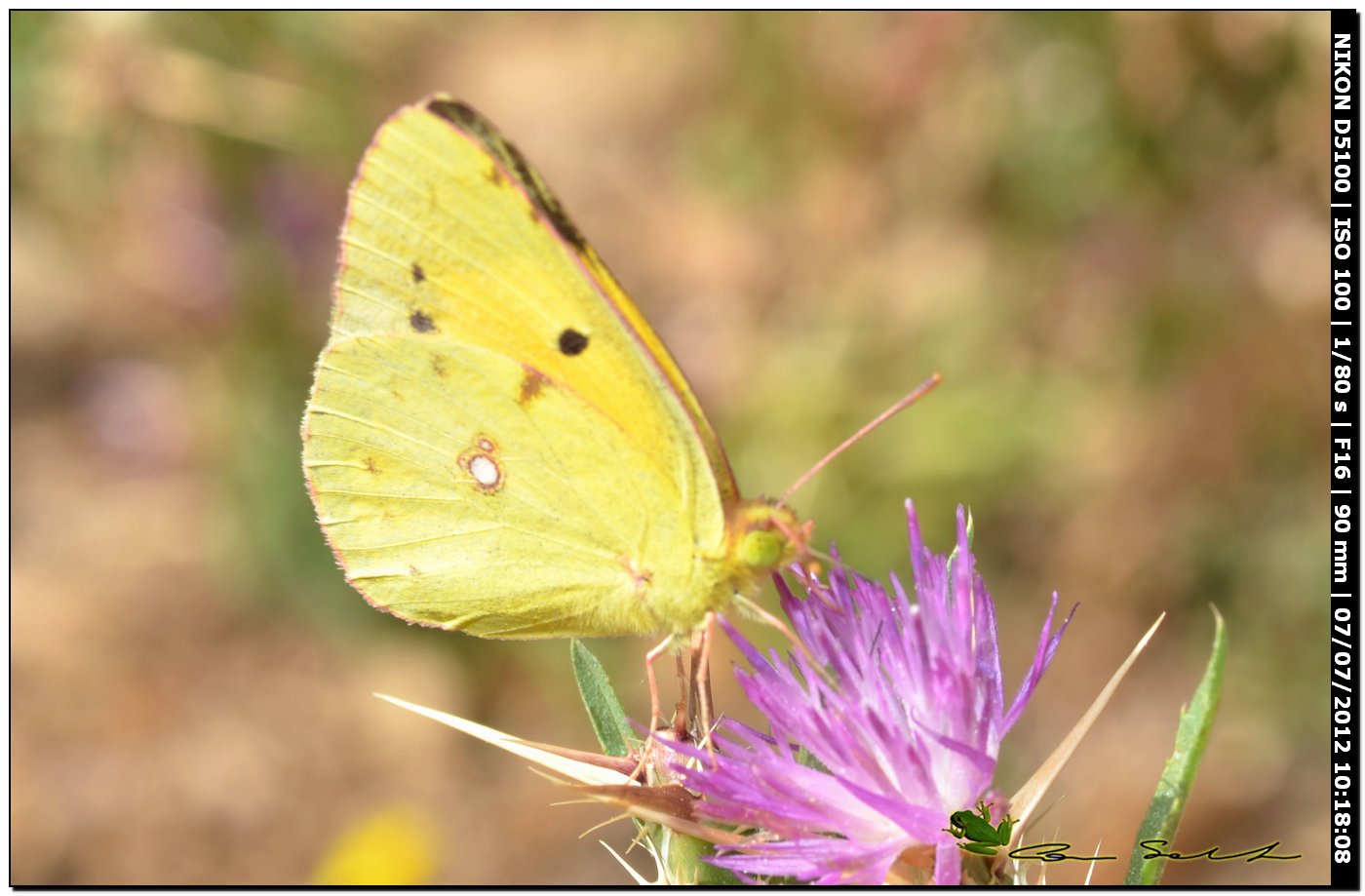 Pieridae, Colias crocea