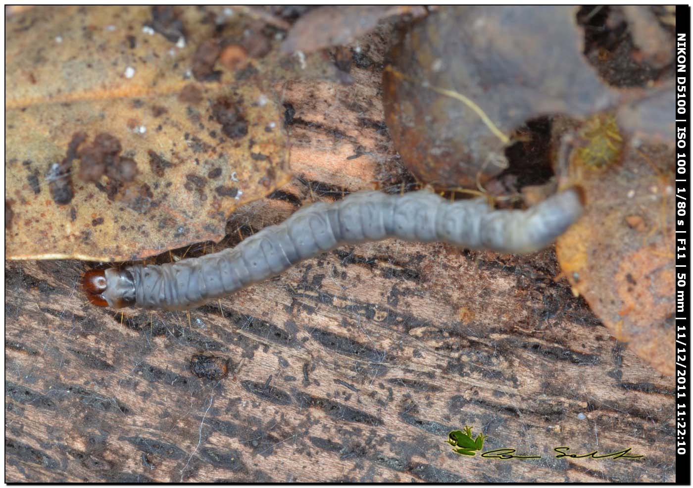 Larva di dittero?