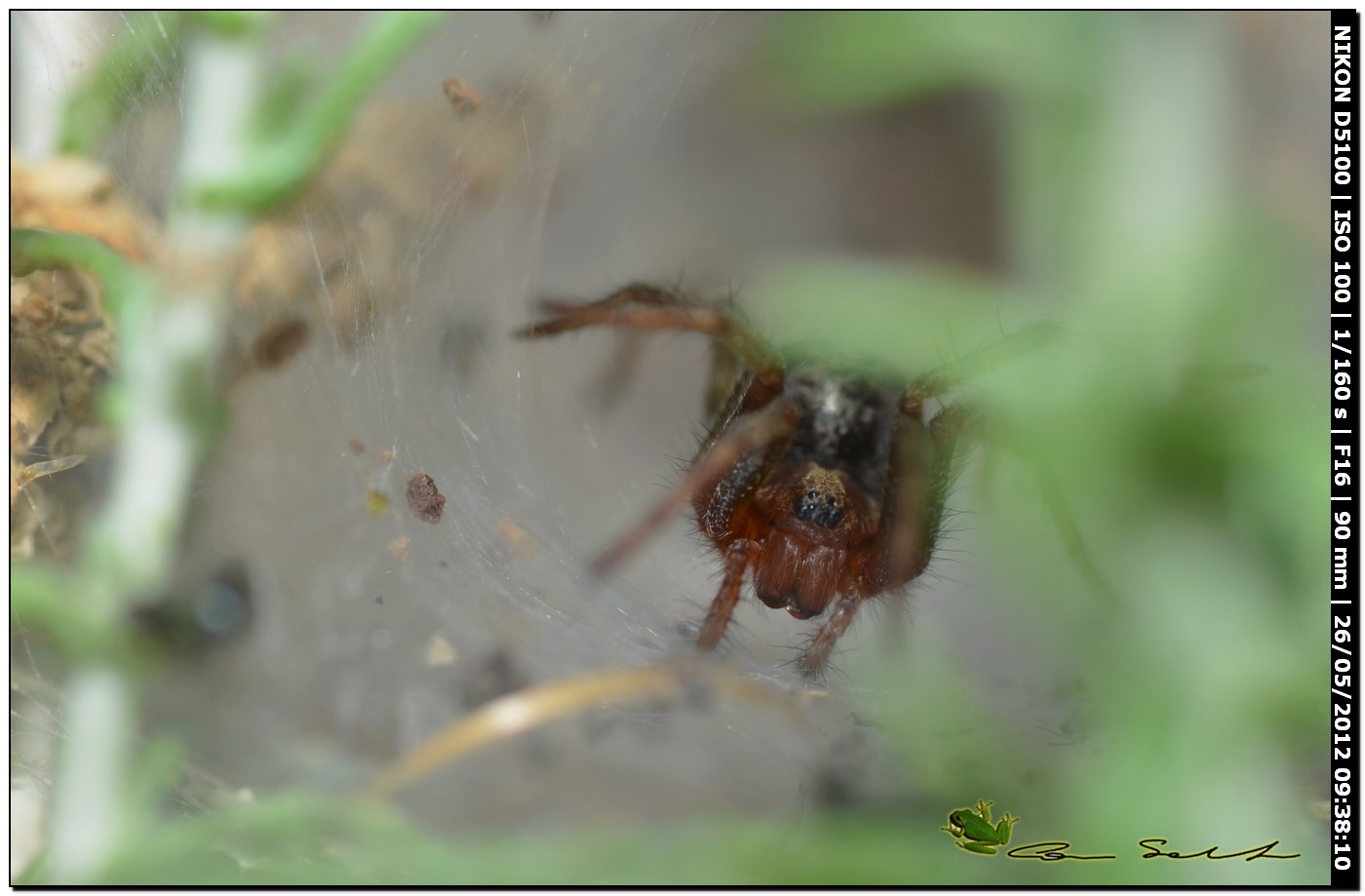 Agelena cf. labyrinthica