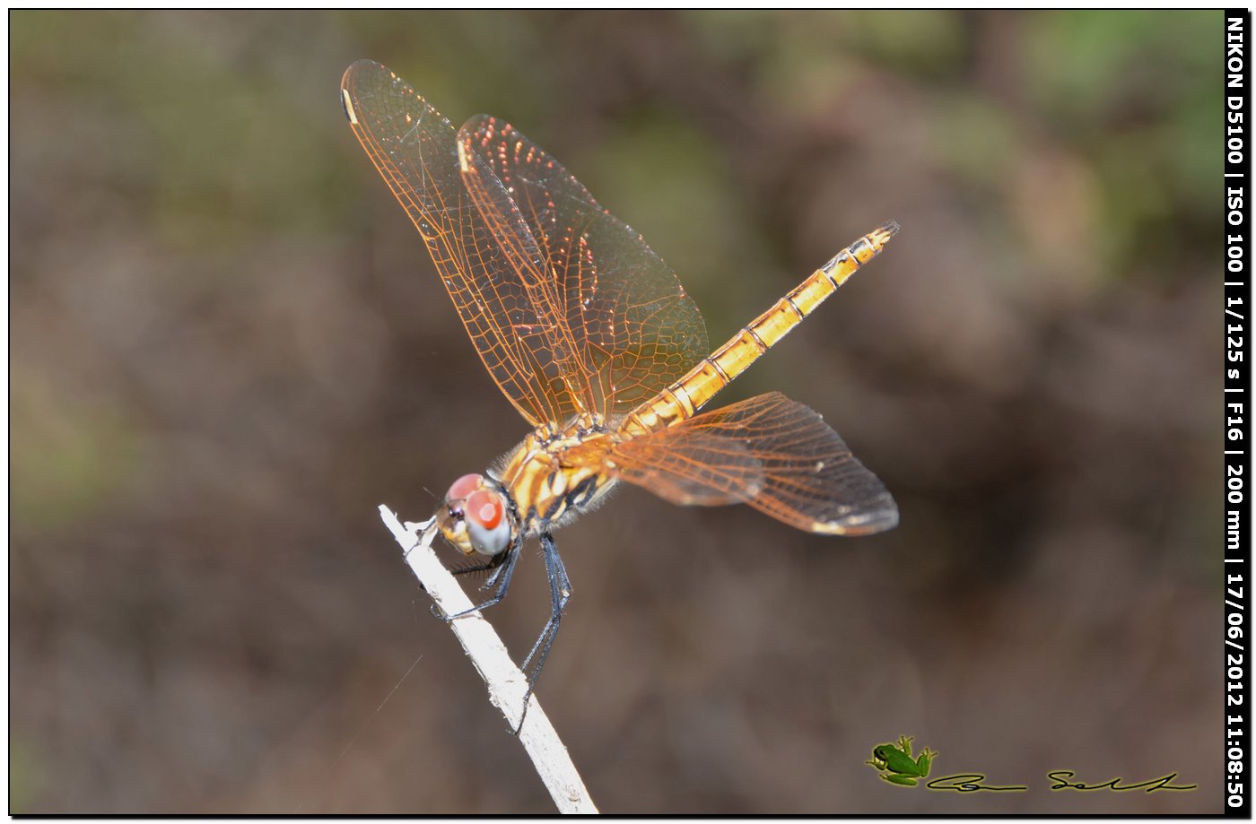 Trithemis annulata ♂