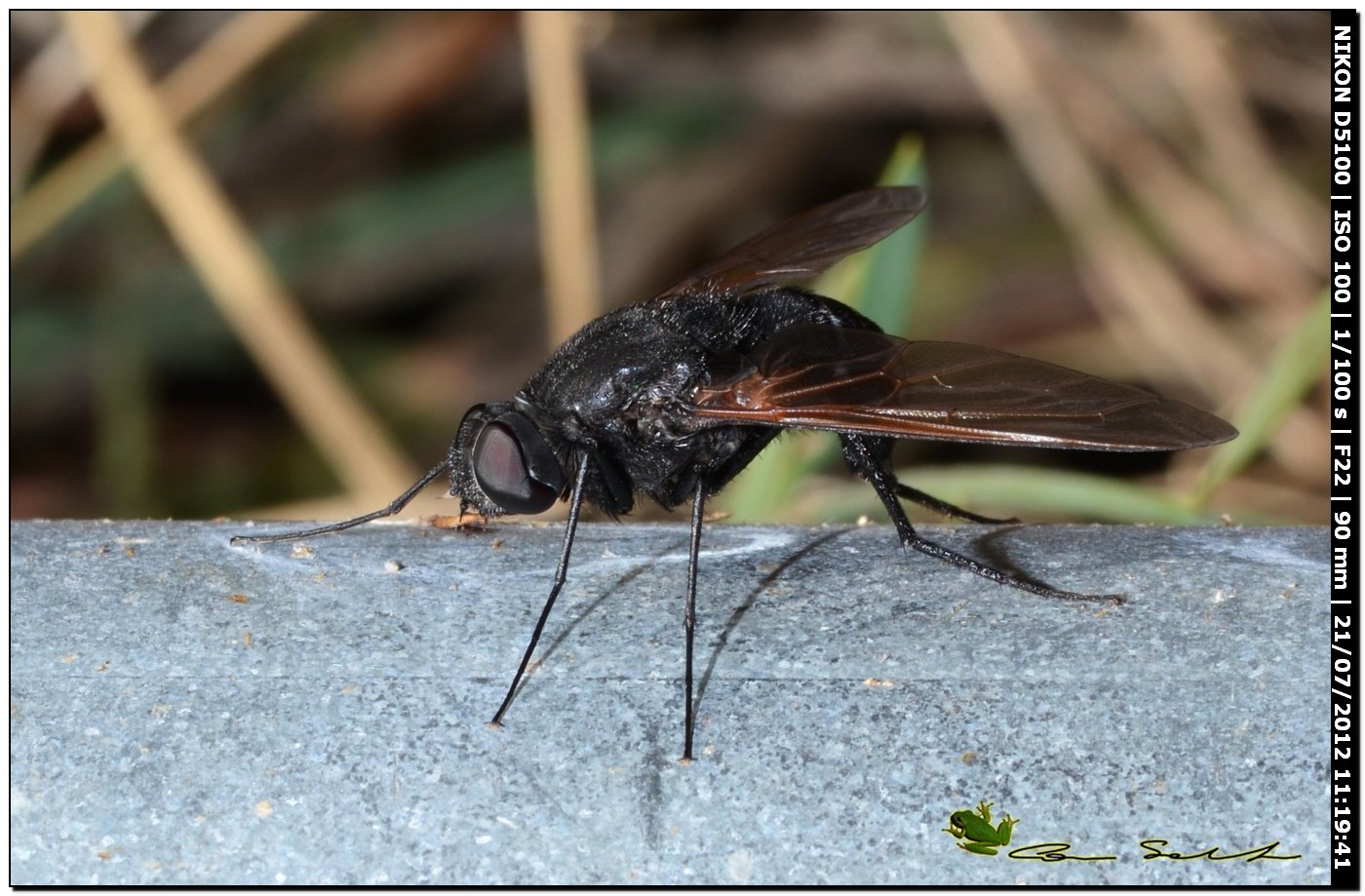 Nera: Satyramoeba hetrusca