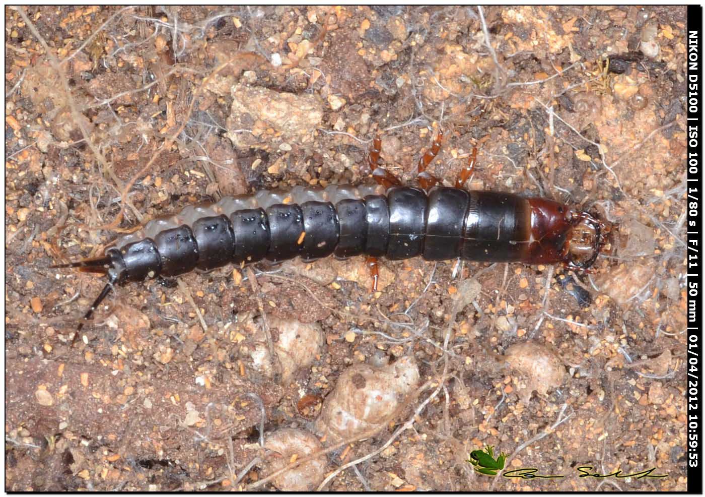 Larva di Percus strictus folchinii