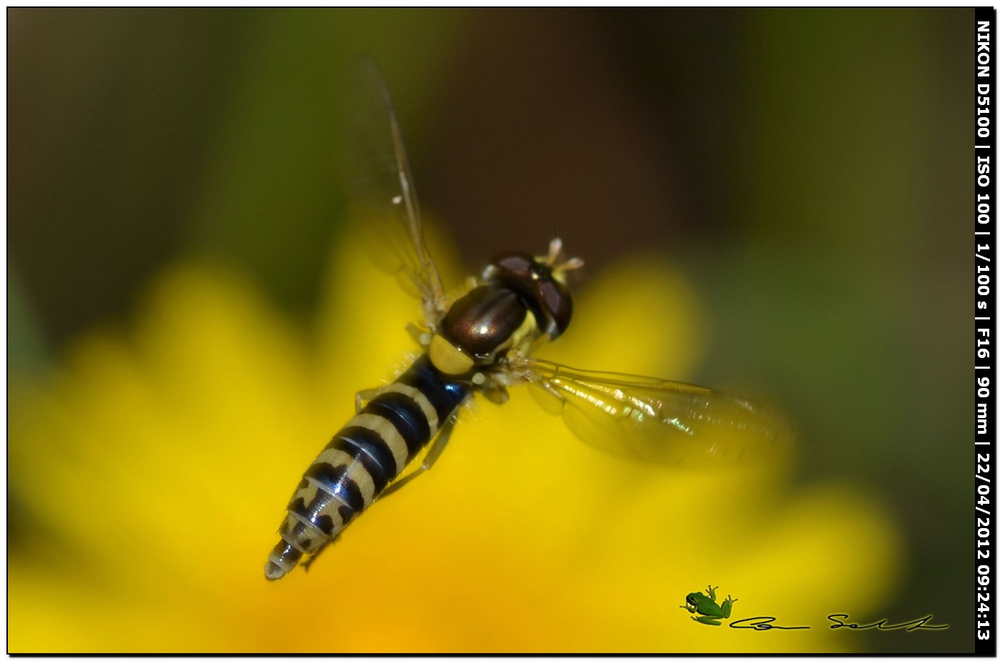 Sphaerophoria sp.