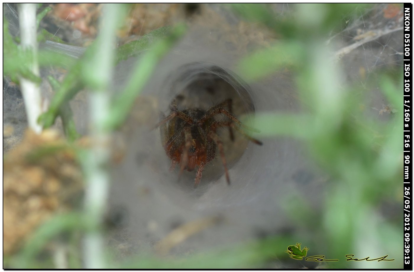 Agelena cf. labyrinthica