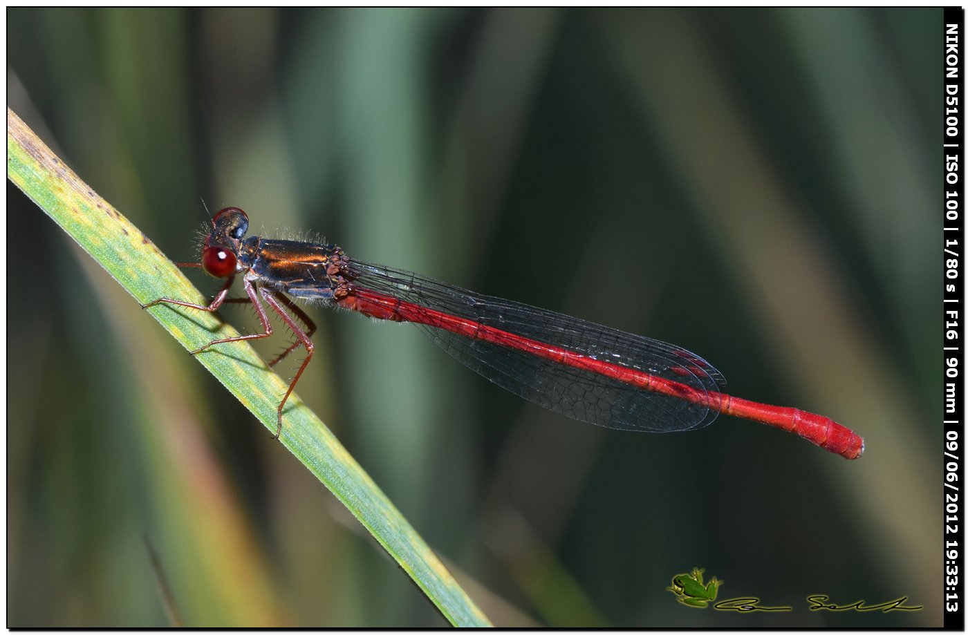 Ceriagrion tenellum ♂