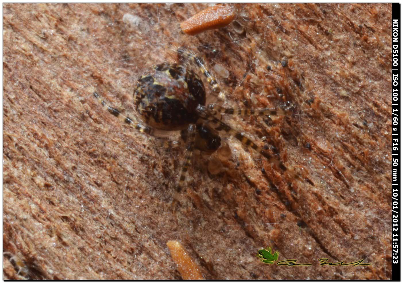 Theridion sp.