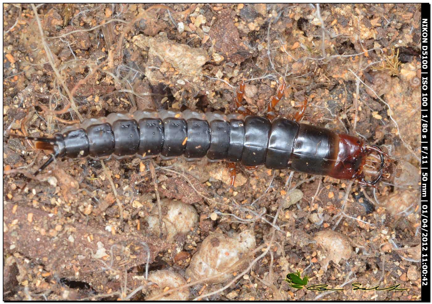 Larva di Percus strictus folchinii