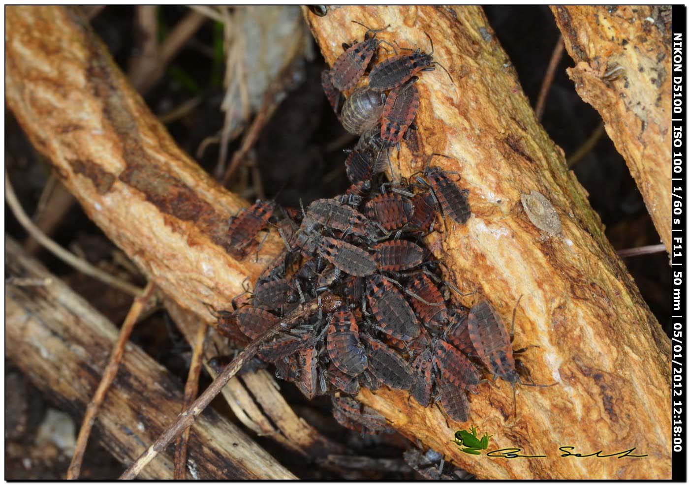 Apterola kuenckeli kuenkeli