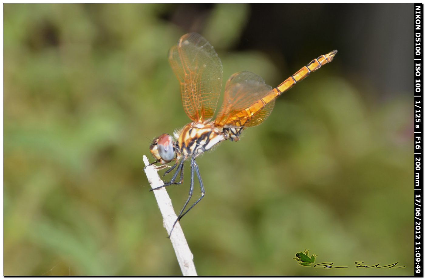 Trithemis annulata ♂