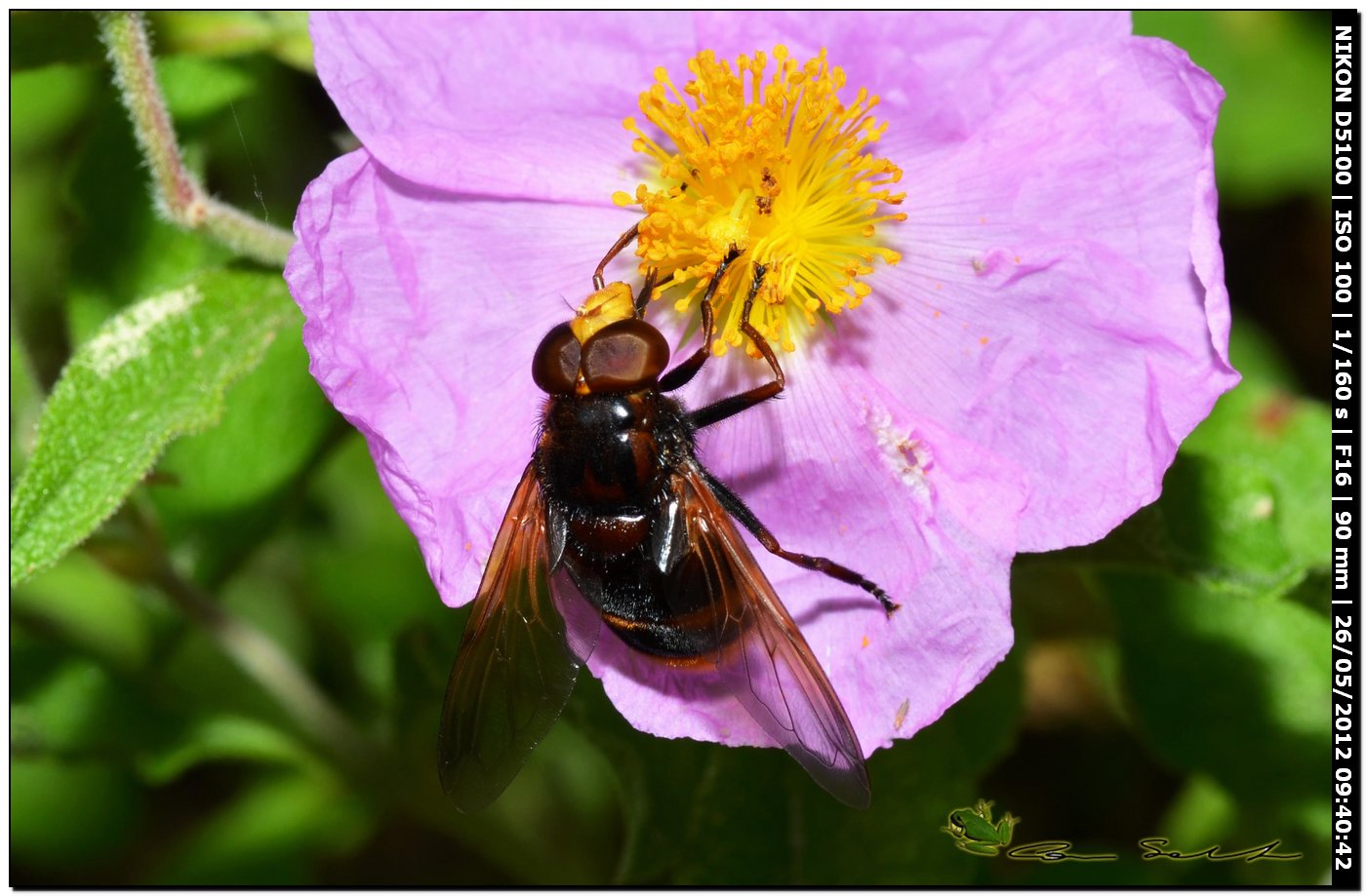 Volucella zonaria, Syrphidae