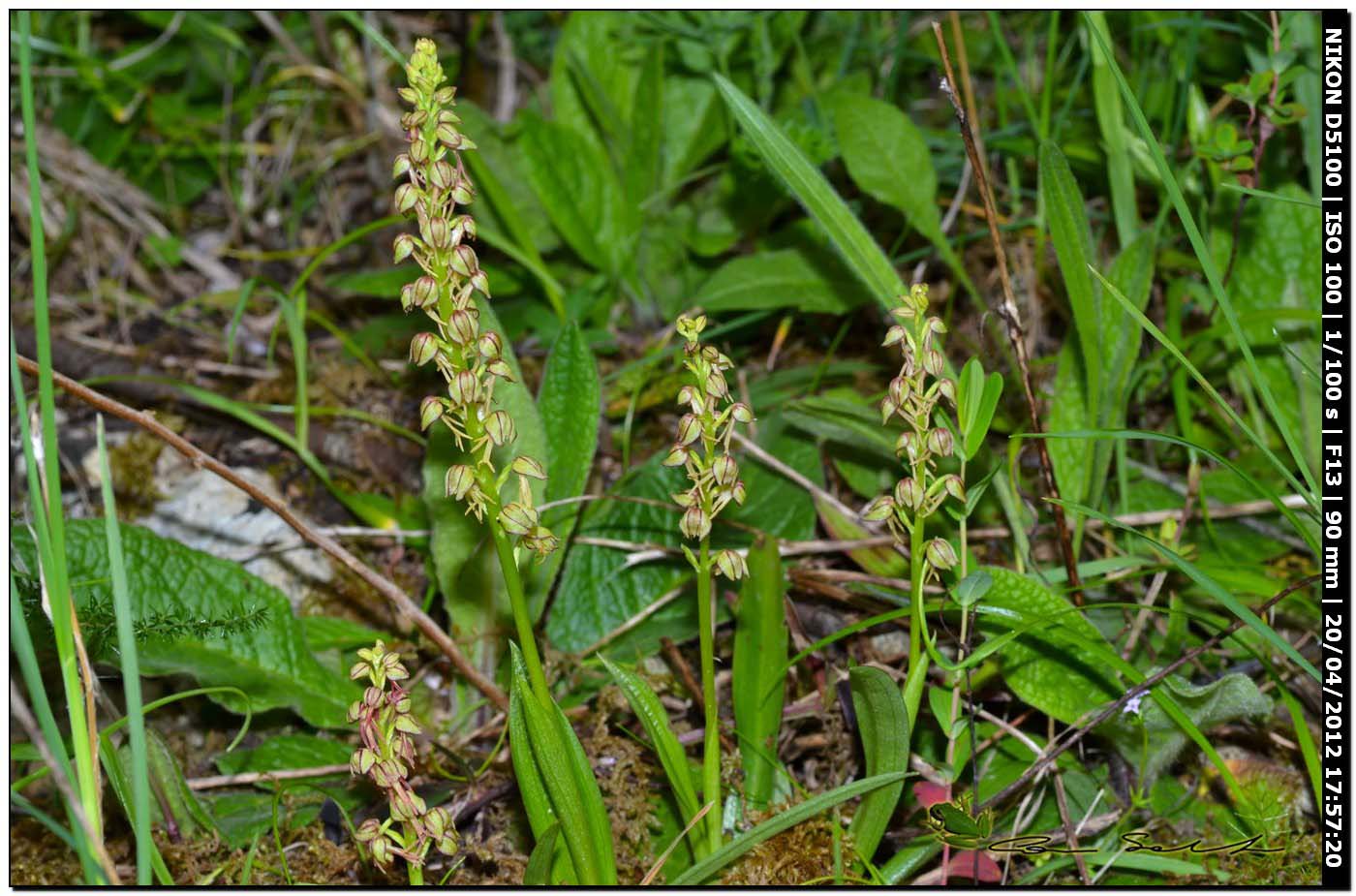 Orchis anthropophora da Ittiri