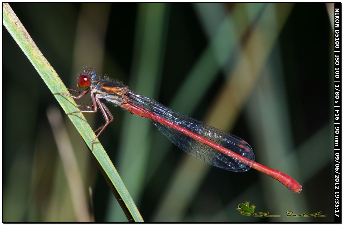 Ceriagrion tenellum ♂