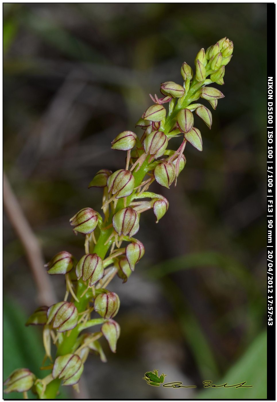 Orchis anthropophora da Ittiri