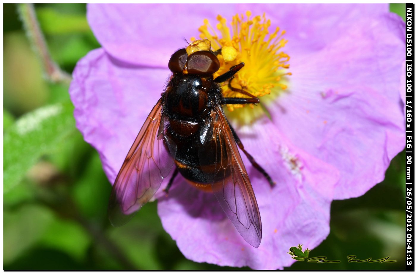 Volucella zonaria, Syrphidae