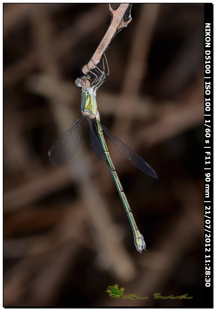 Lestes viridis ♂ ♀