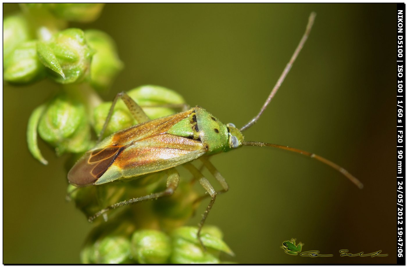 Closterotomus norwegicus, Miridae