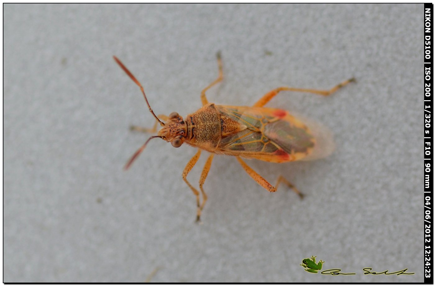 Liorhyssus hyalinus, Rhopalidae