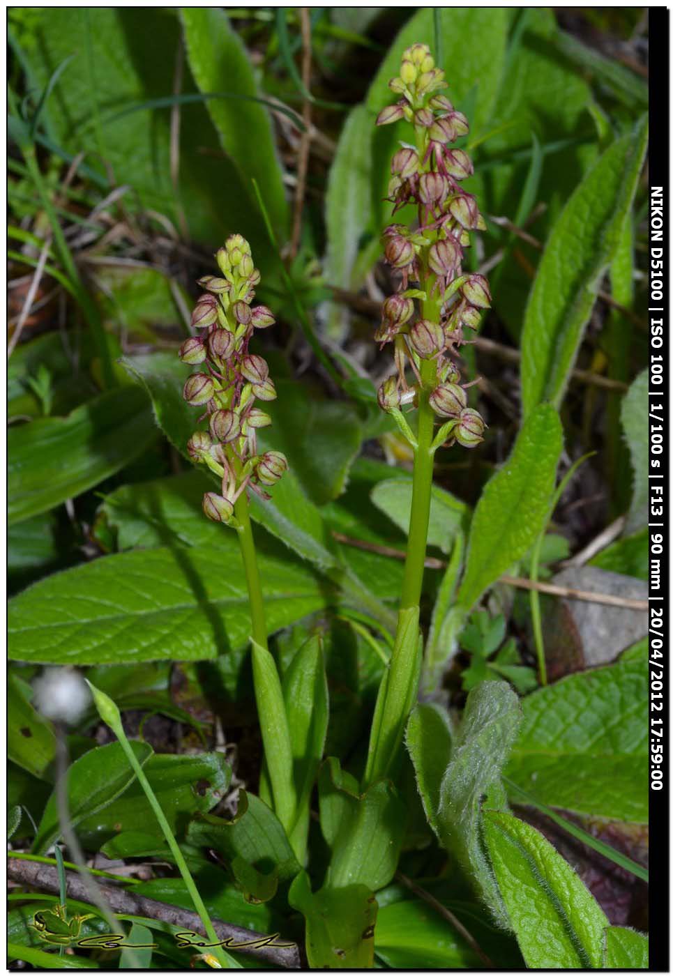 Orchis anthropophora da Ittiri