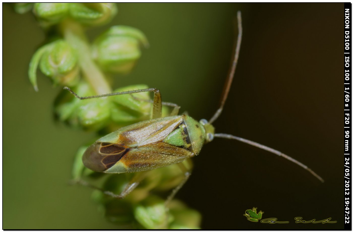 Closterotomus norwegicus, Miridae