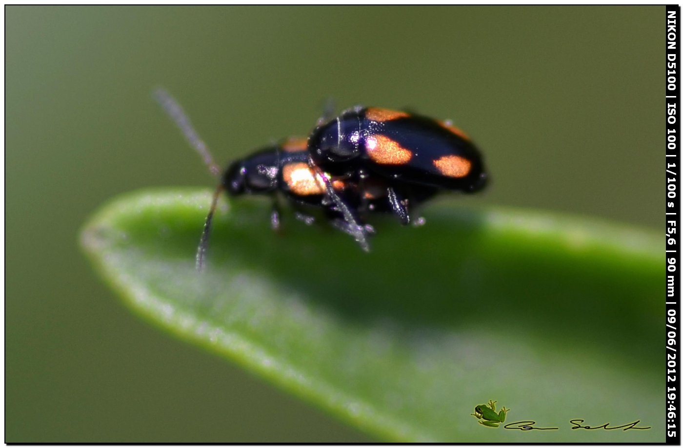 Phyllotreta cfr tetrastigma  ♂♀