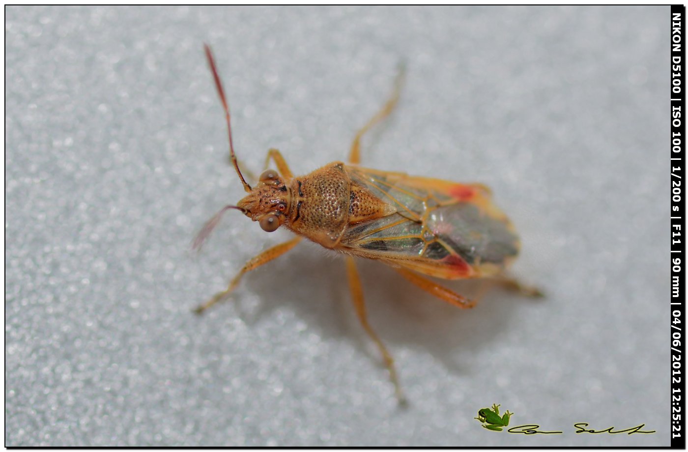 Liorhyssus hyalinus, Rhopalidae