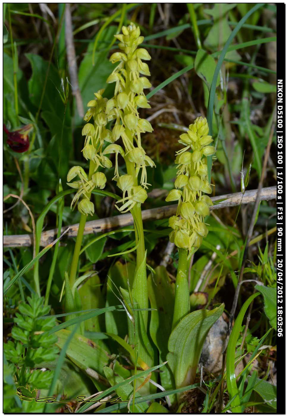 Orchis anthropophora da Ittiri