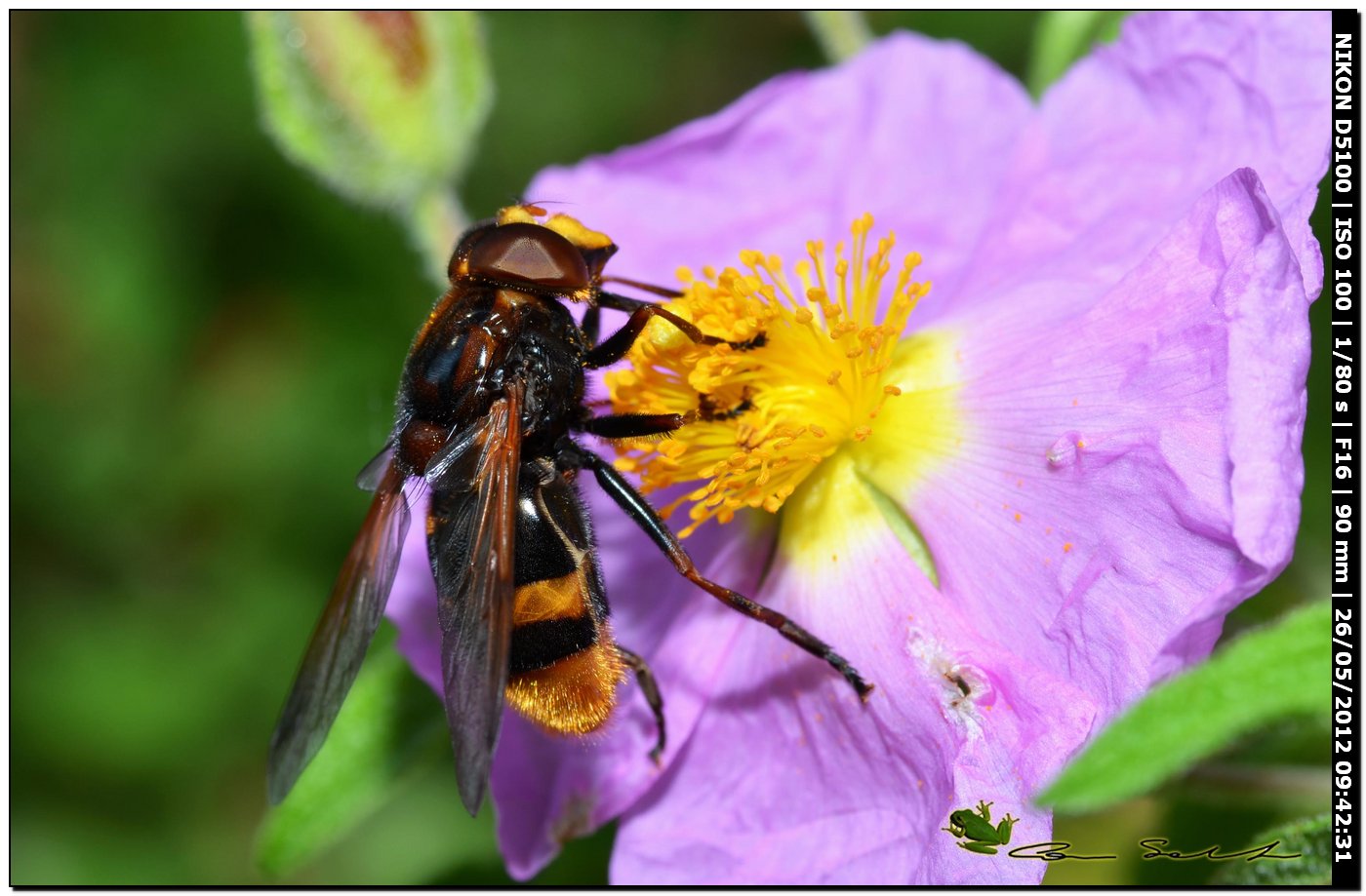 Volucella zonaria, Syrphidae