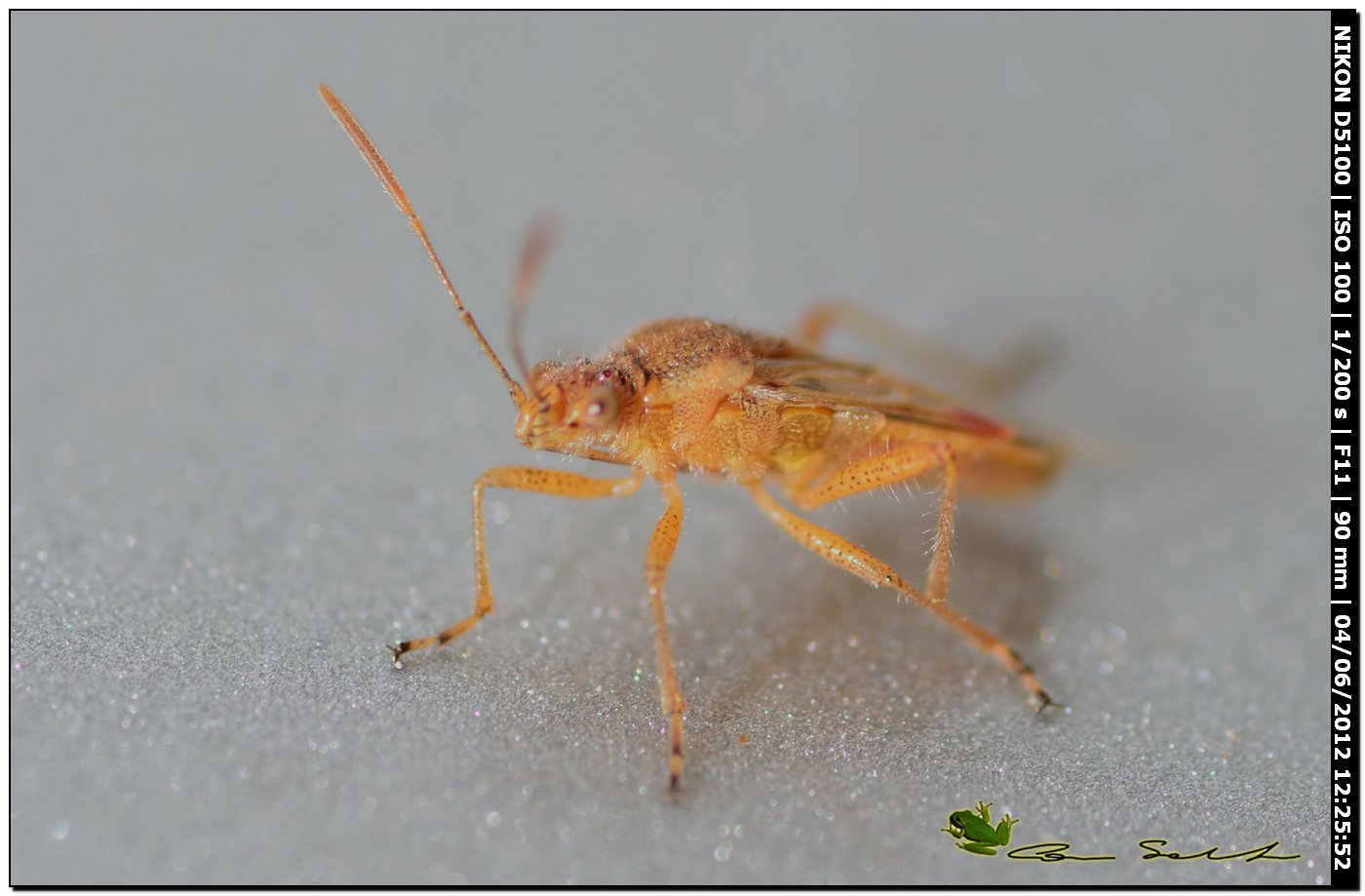 Liorhyssus hyalinus, Rhopalidae