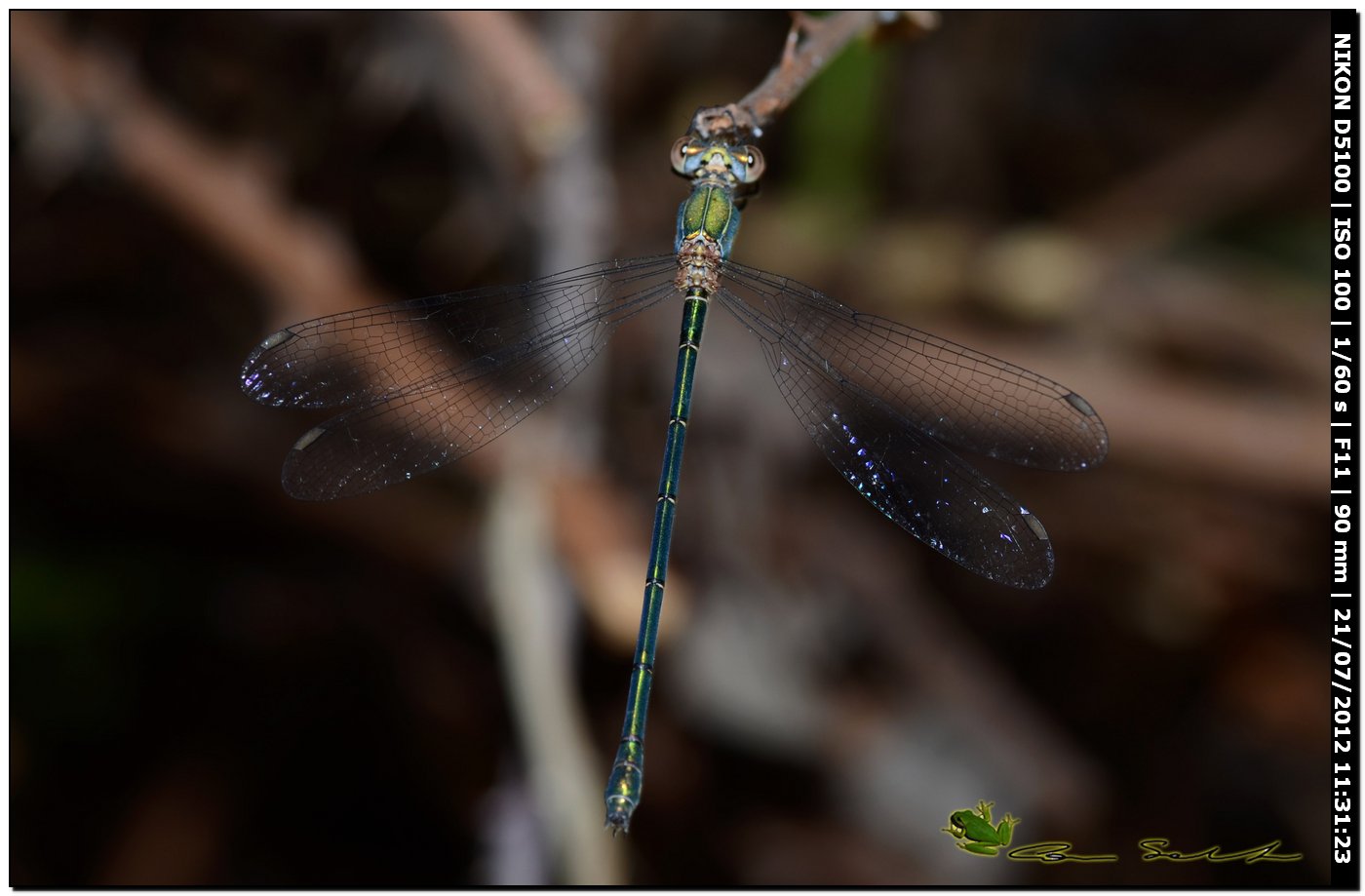 Lestes viridis ♂ ♀