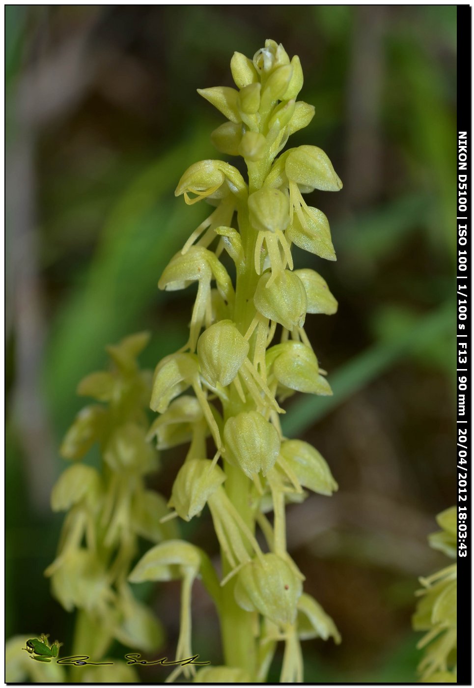 Orchis anthropophora da Ittiri