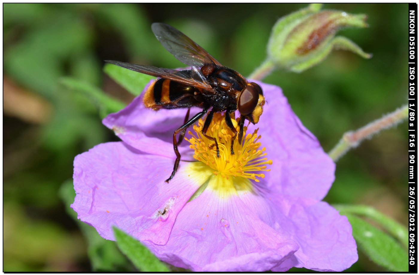 Volucella zonaria, Syrphidae