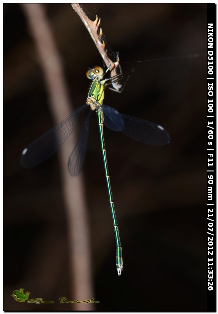 Lestes viridis ♂ ♀