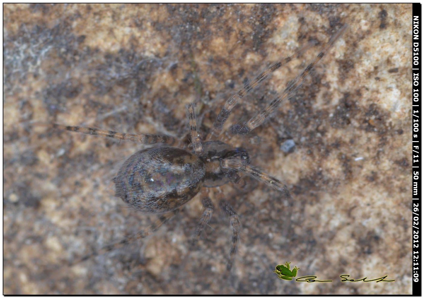 Malthonica sp. ( o Tegenaria sp.)