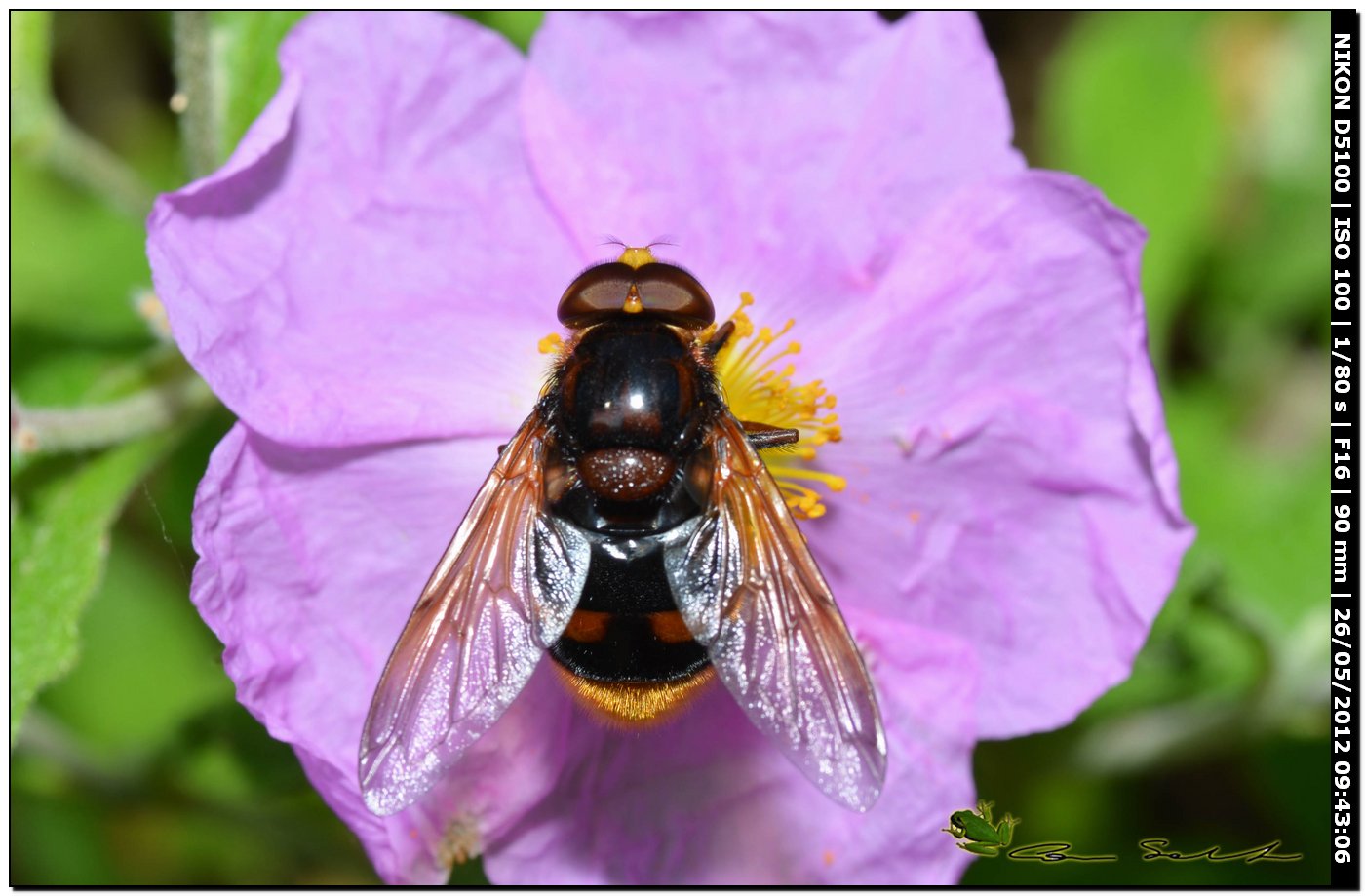 Volucella zonaria, Syrphidae