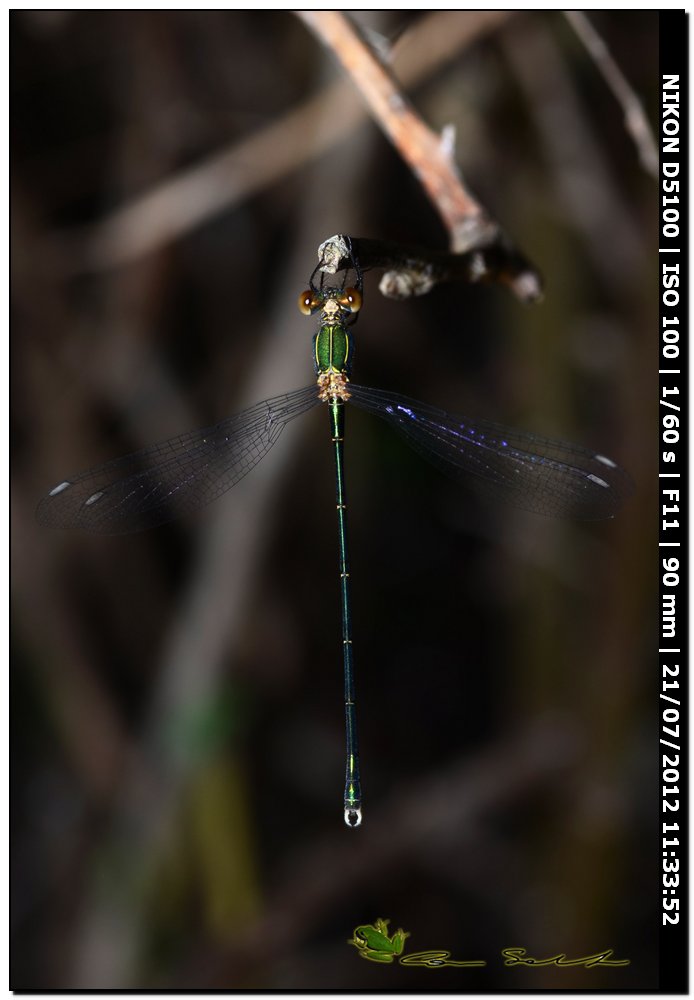 Lestes viridis ♂ ♀