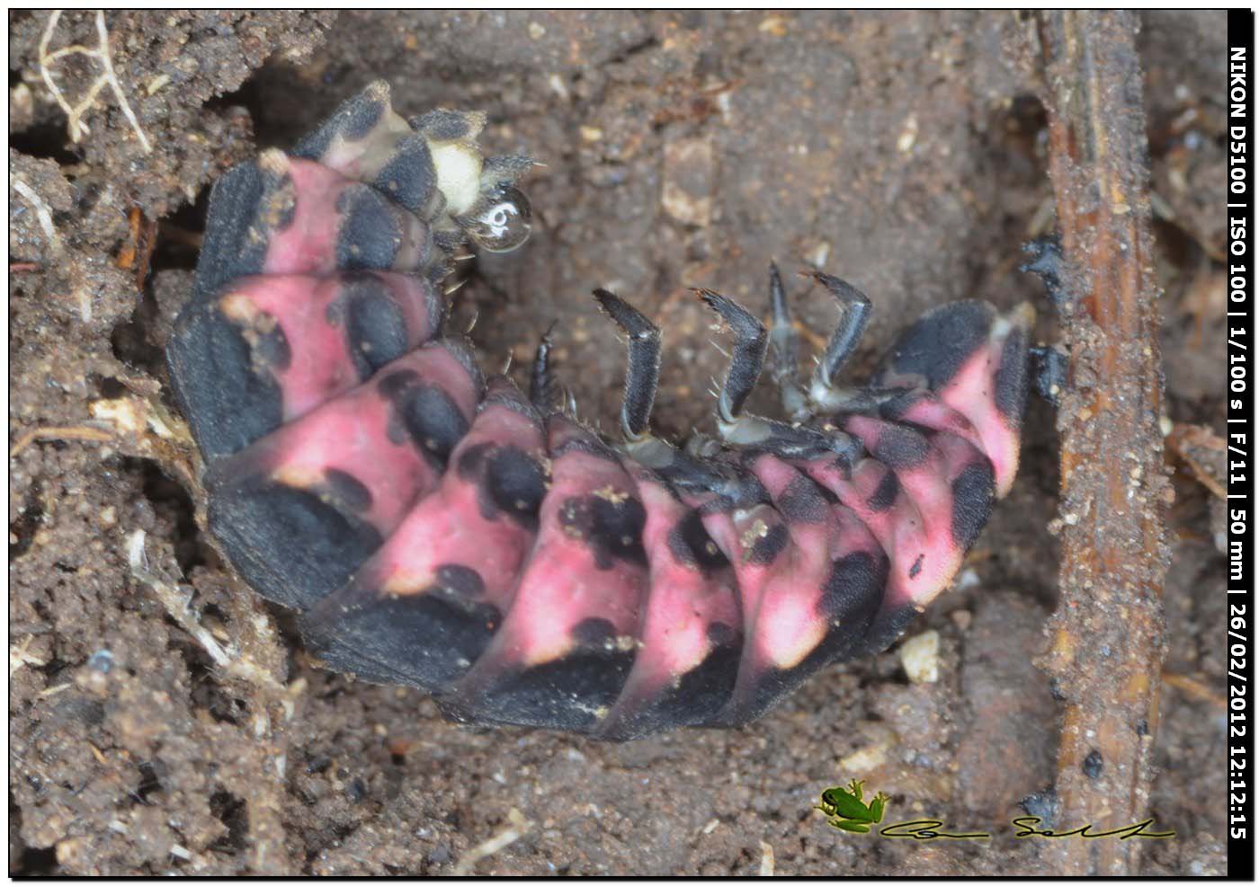 Larva di Lampyris sardiniae?