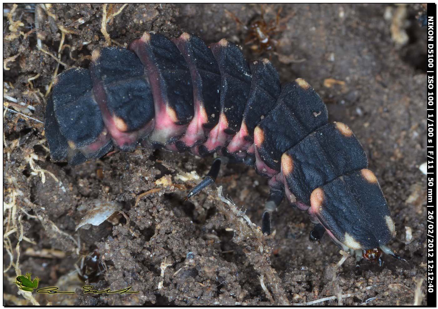 Larva di Lampyris sardiniae?