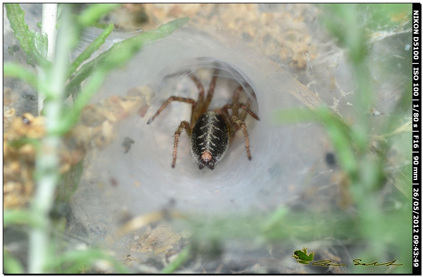 Agelena cf. labyrinthica